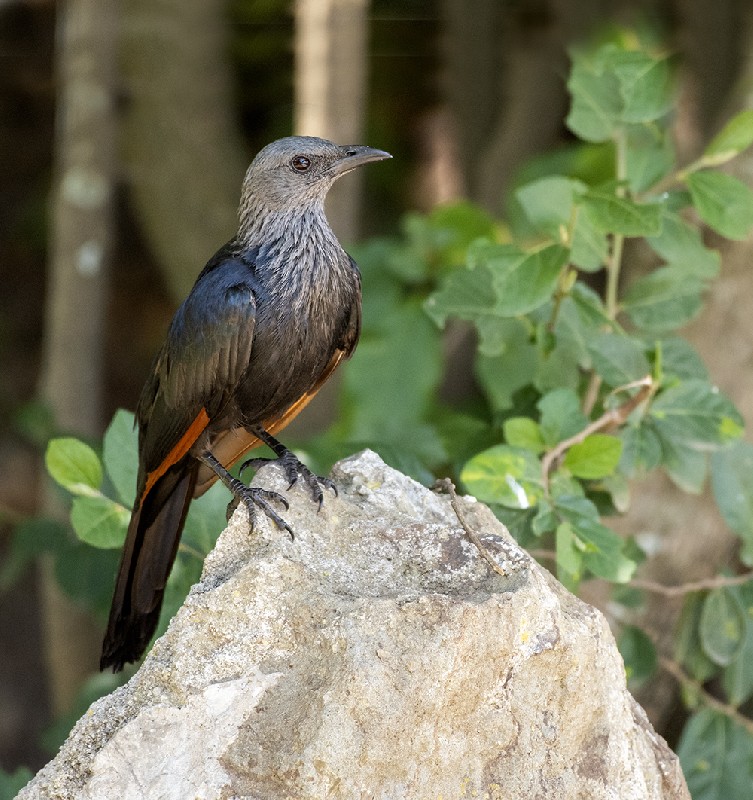 Red-winged Starling
