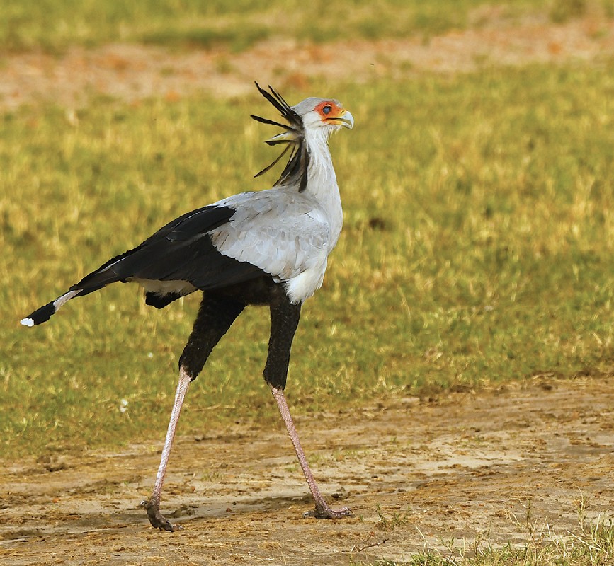 Secretarybird