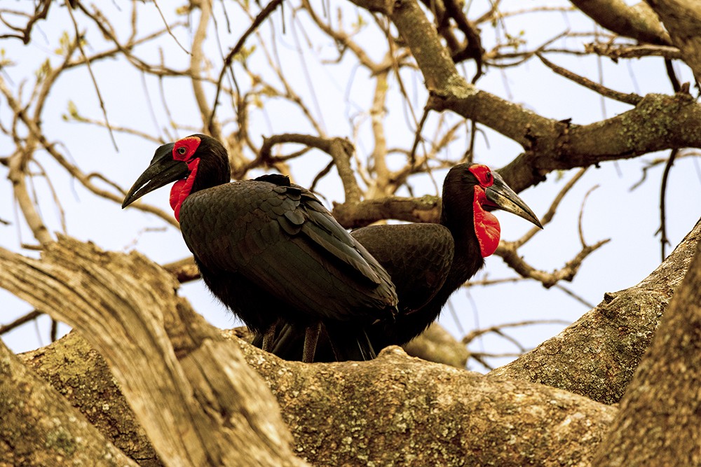 Southern Ground Hornbill
