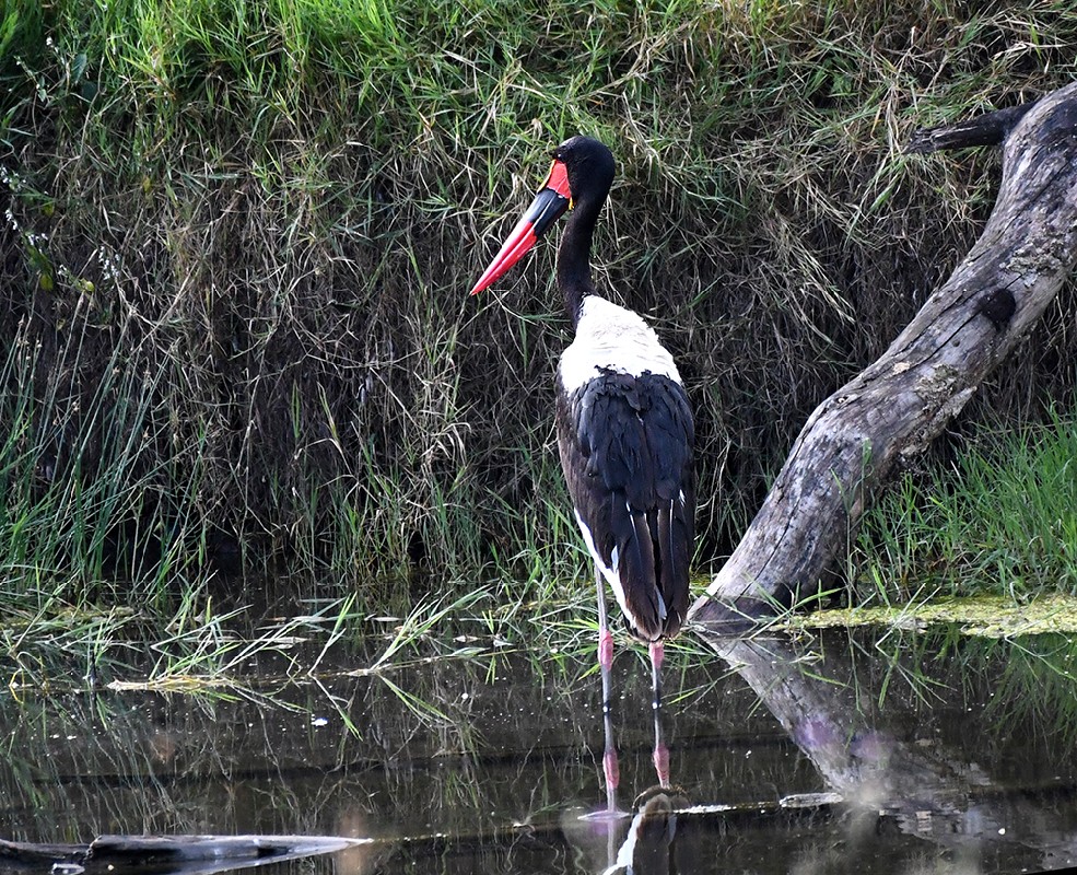 Saddle-billed Stork