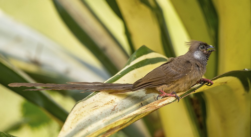 Speckled Mousebird