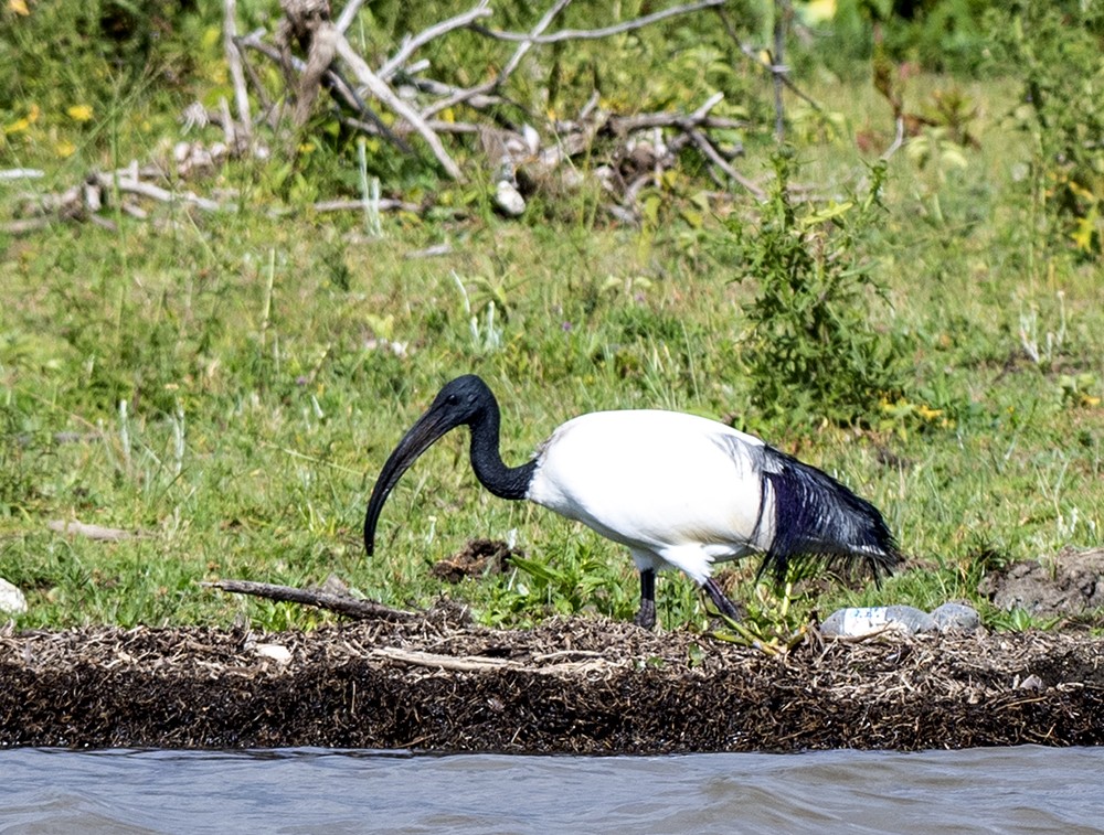 African Sacred Ibis