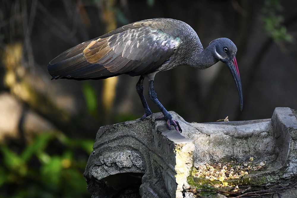 Hadada Ibis