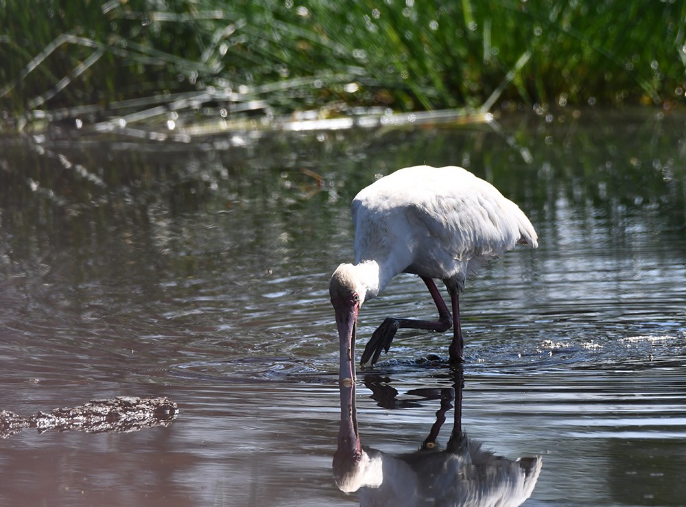 African Spoonbill