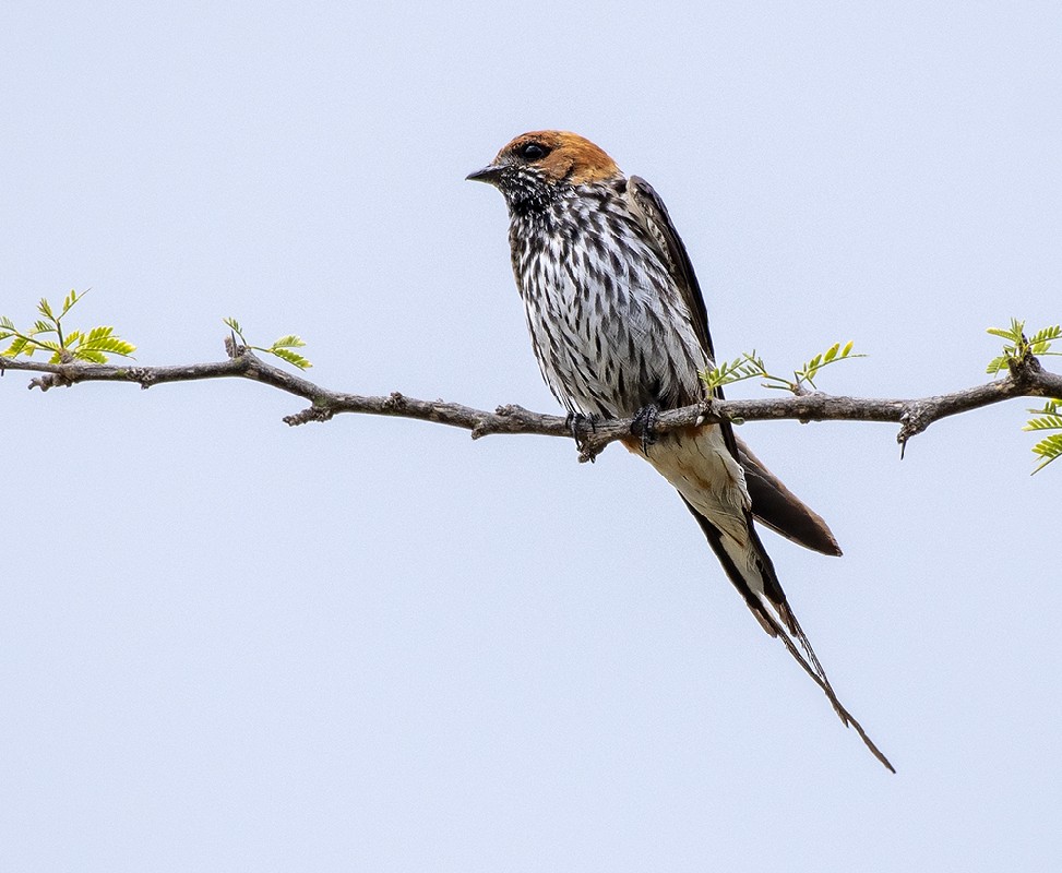Lesser Striped Swallow