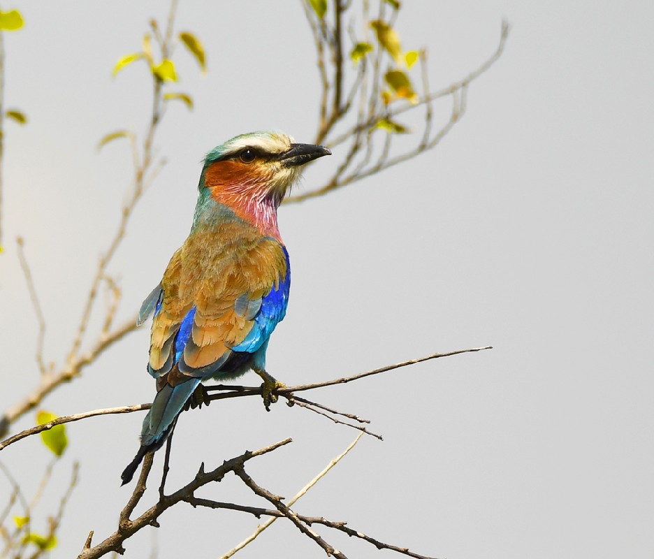 Lilac-breasted Roller