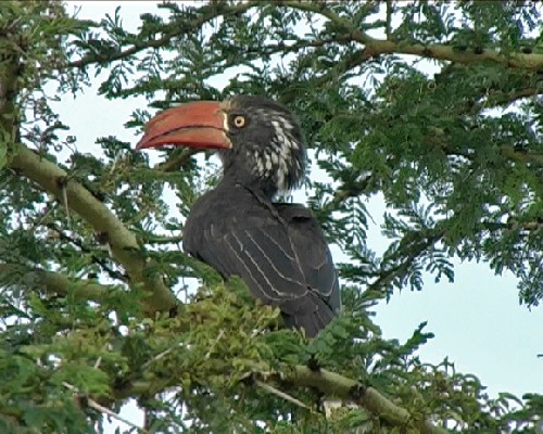 Crowned Hornbill