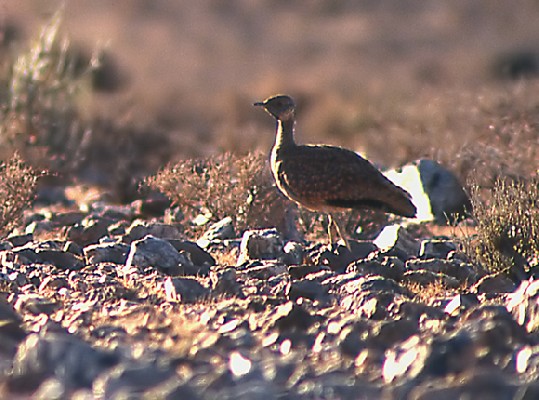 Karoo Bustard