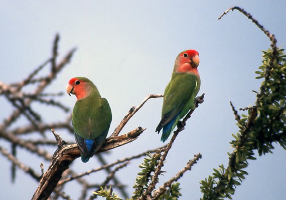 Rosy-faced Lovebirds