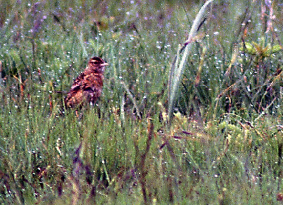 Rudd's Lark