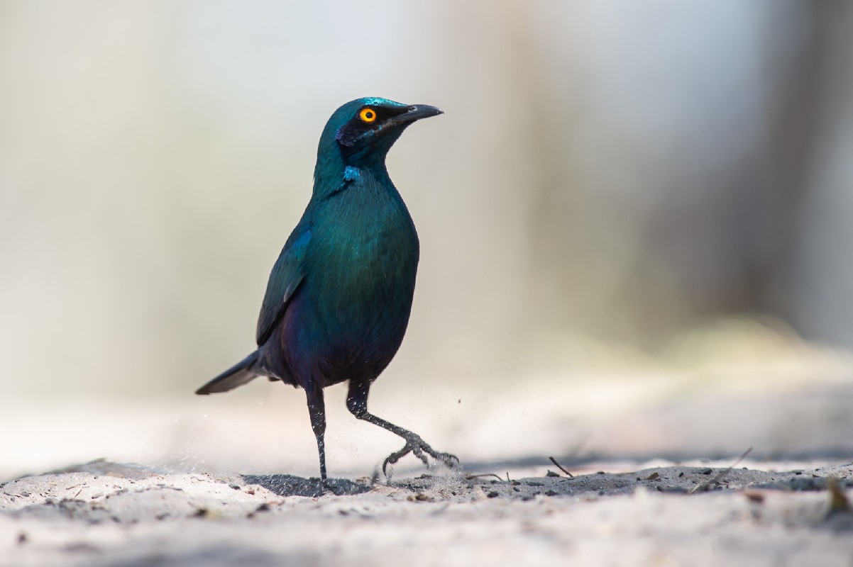 Cape glossy starling