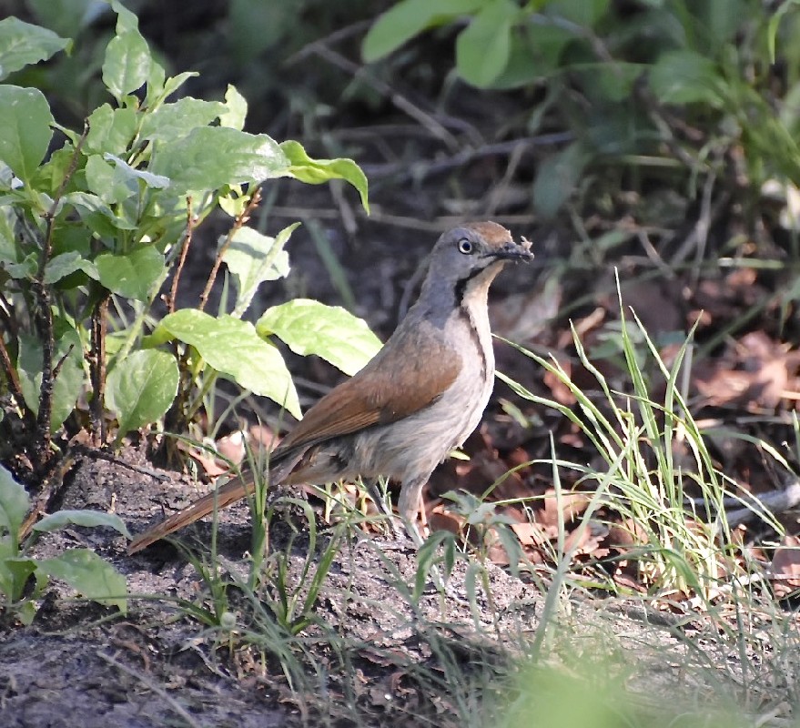 One of a group of 3 individuals building a nest in a palm tree