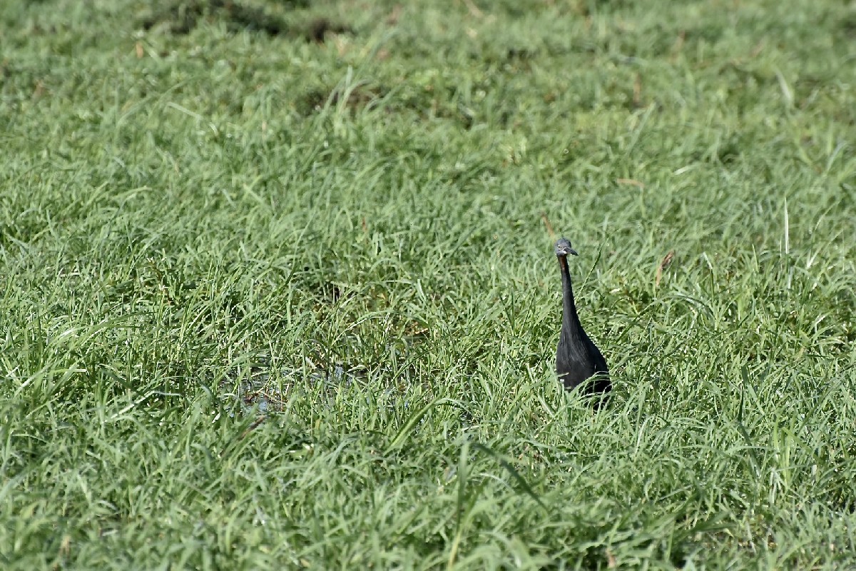 On Zambezi floodplain