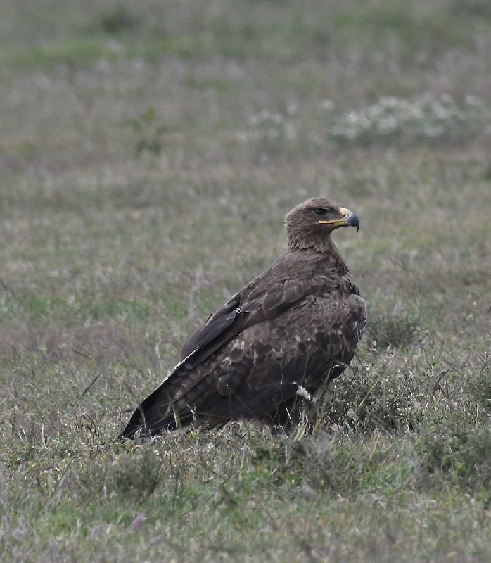 Tawny Eagle
