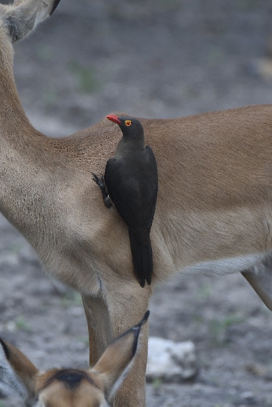 Feeding on young impala