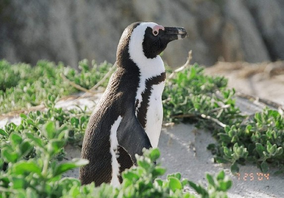 African Penguin