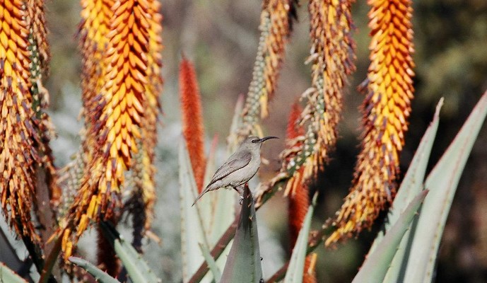 Greater Double-collared Sunbird