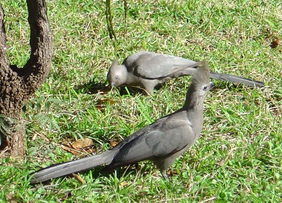 Grey Go-away Birds