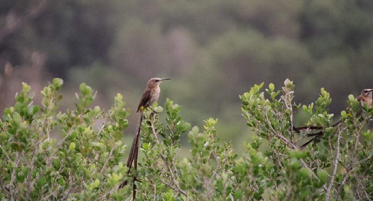 Cape Sugarbird