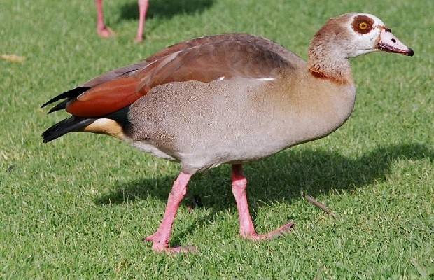 Egyptian Goose
