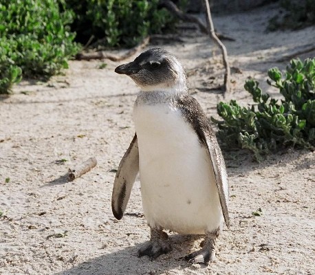 African Penguin