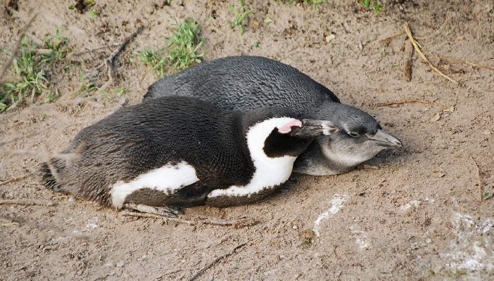 African Penguins