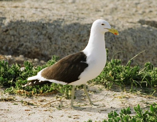 Kelp Gull