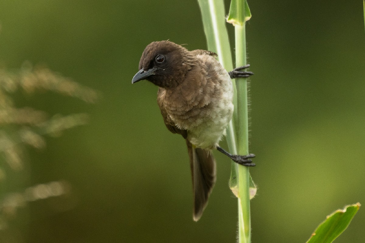 Common Bulbul