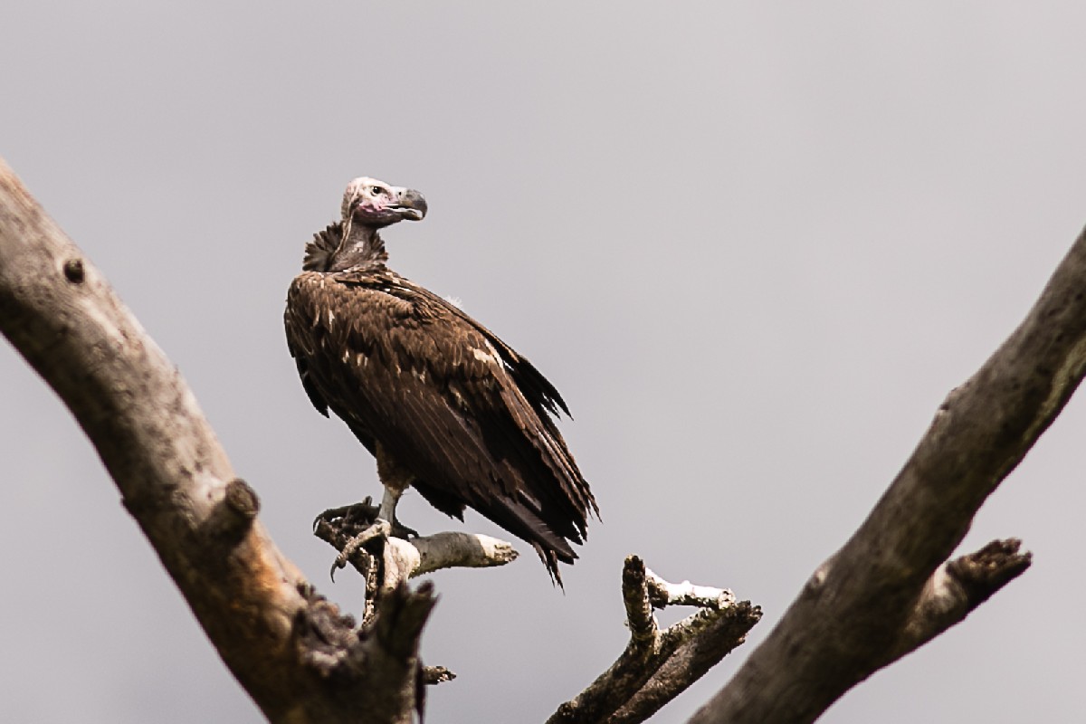Lappet-faced Vulture