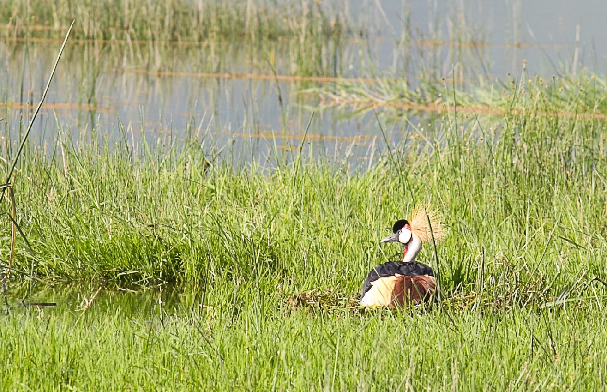 Adult sitting on nest