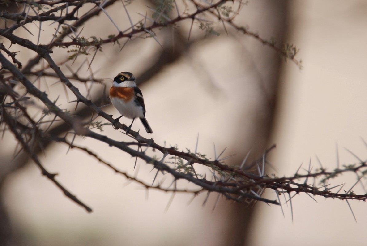 female  Senegal batis