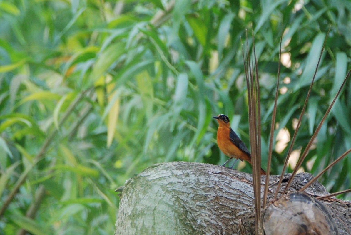 Snowy-crowned Robin-chat