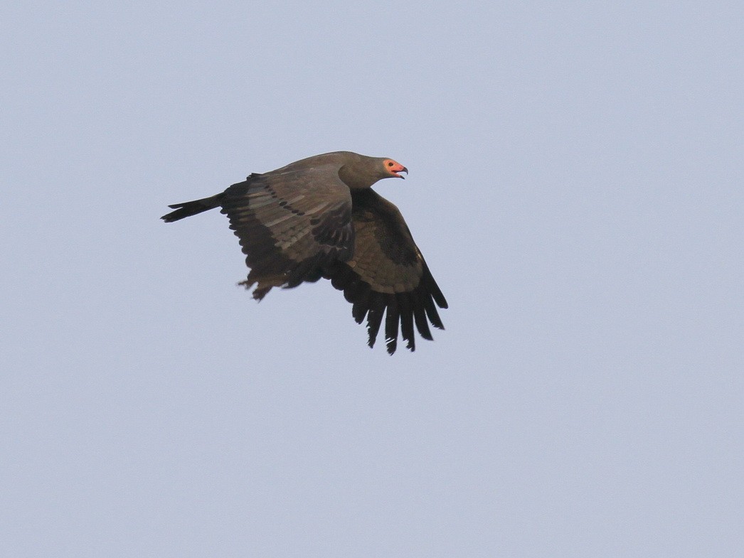 African Harrier Hawk