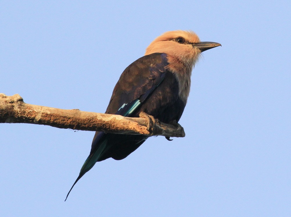 Coracias cyanogaster