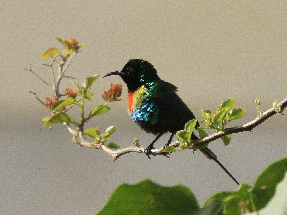Cinnyris pulchellus