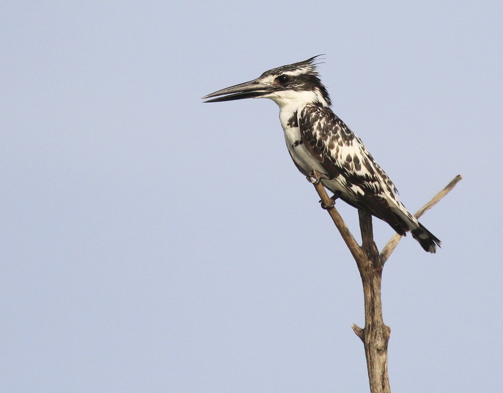 Ceryle rudis