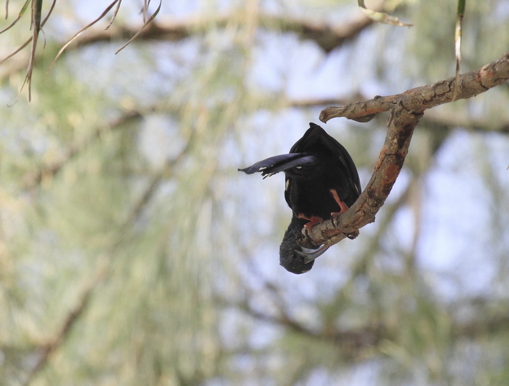 Green Wood hoopoe