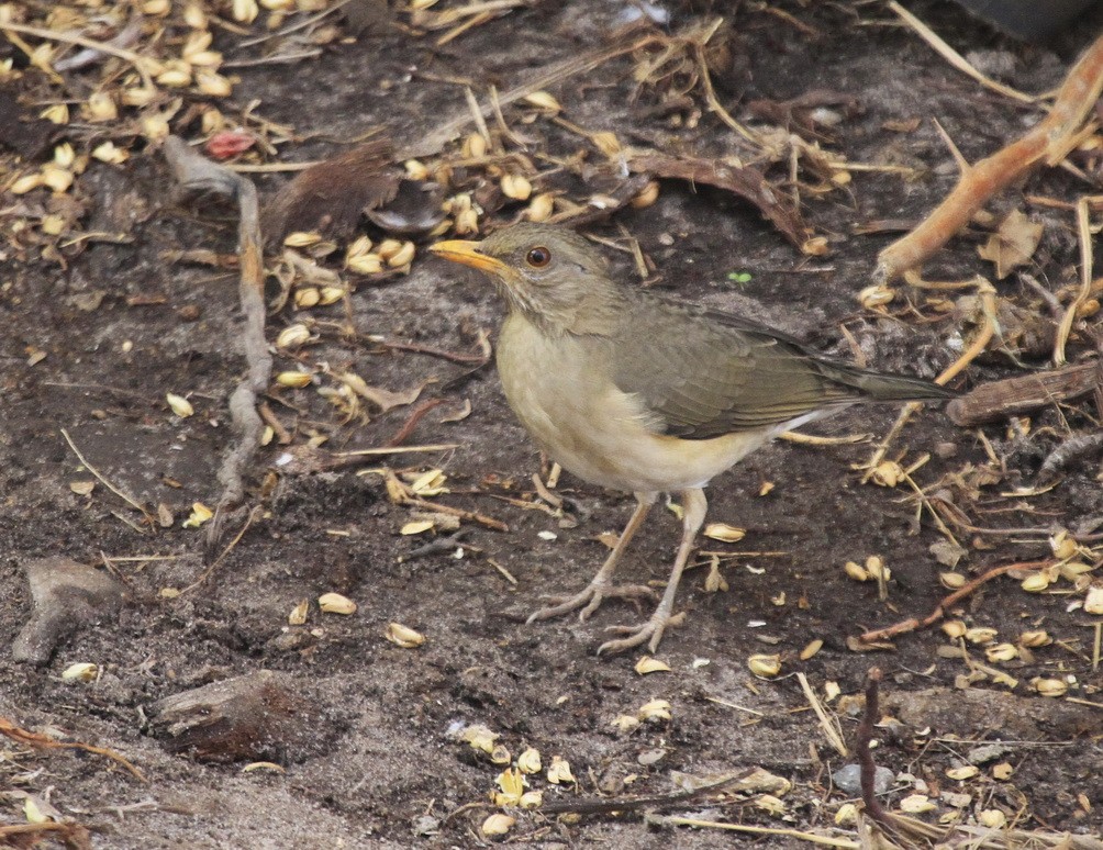 Turdus pelios