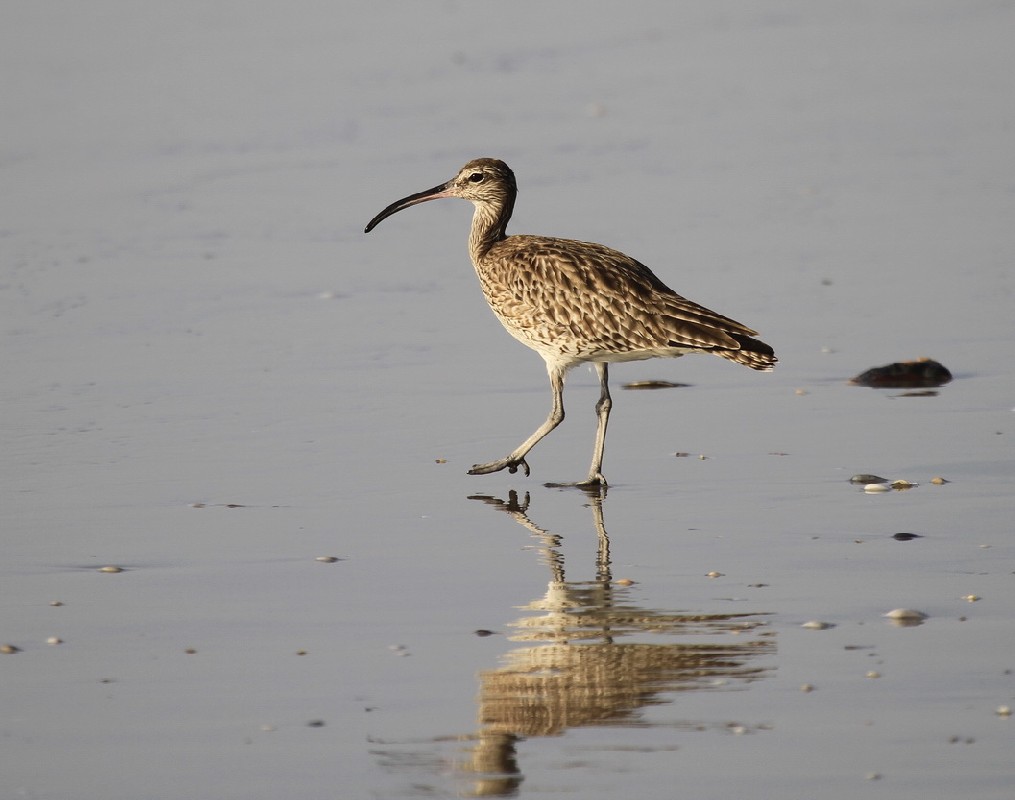 Numenius phaeopus