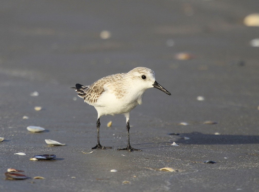 Calidris alba