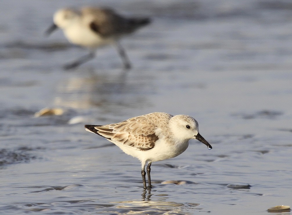 Calidris alba