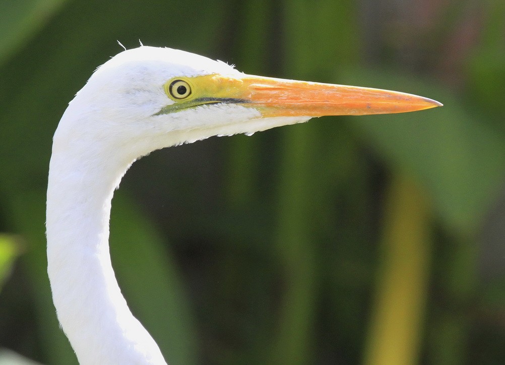 Great white Egret