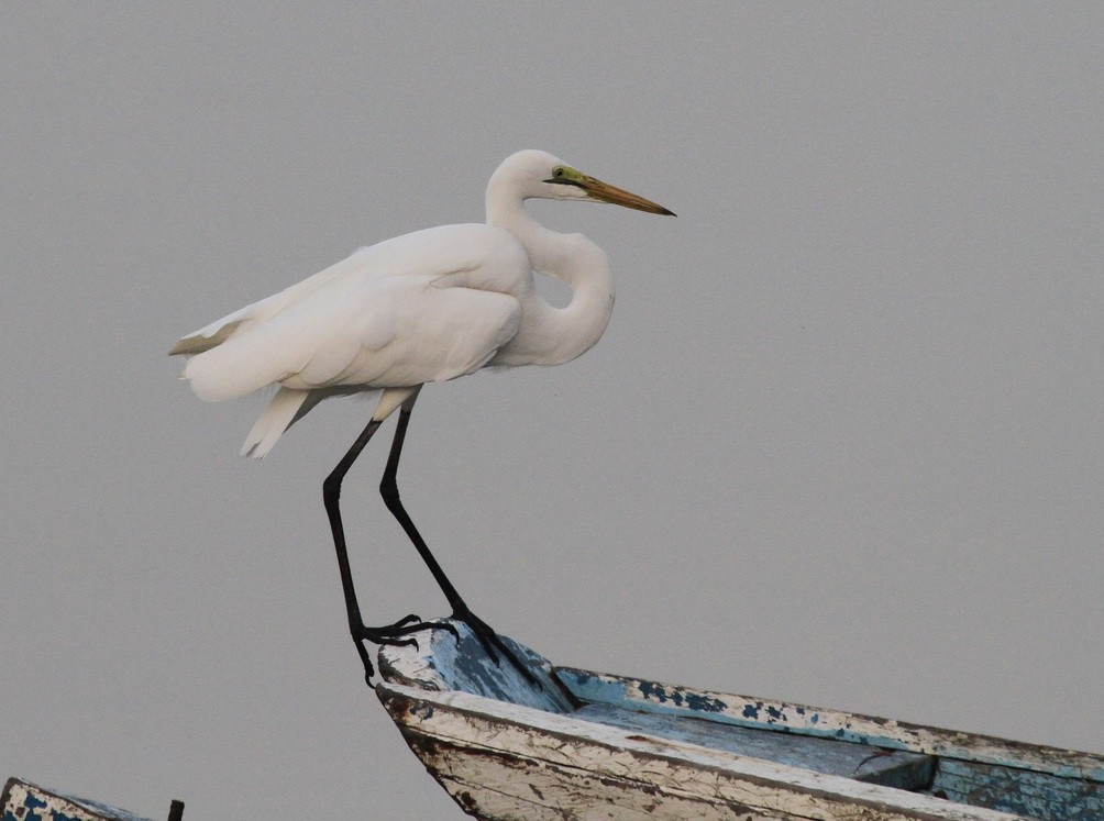 Great white Egret