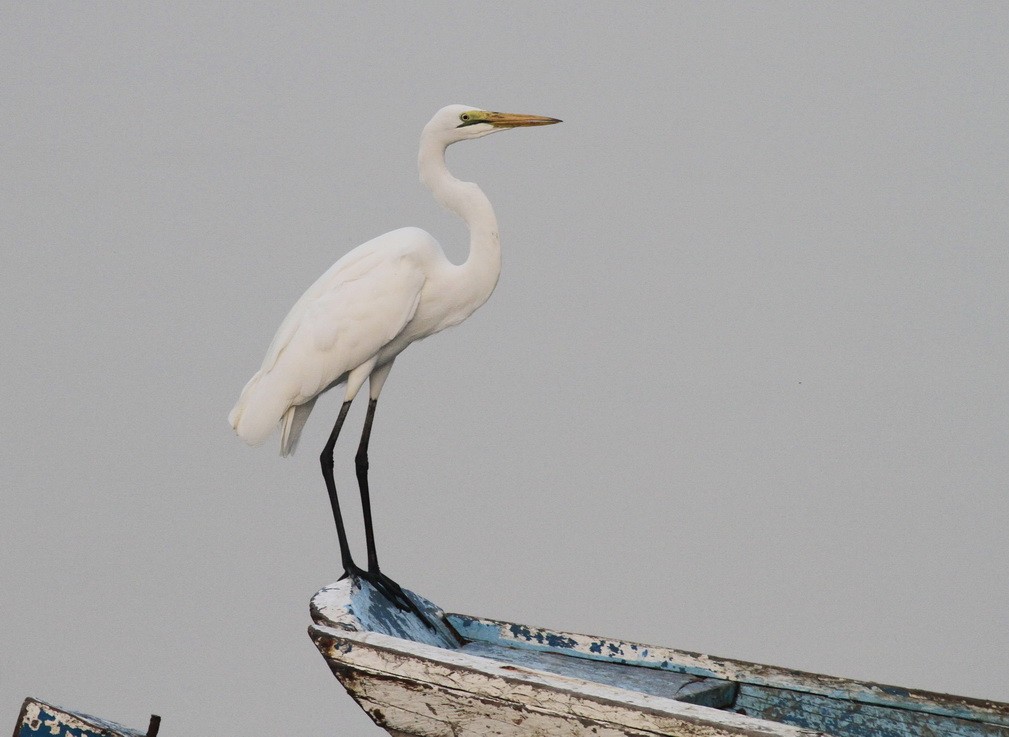 Great white Egret