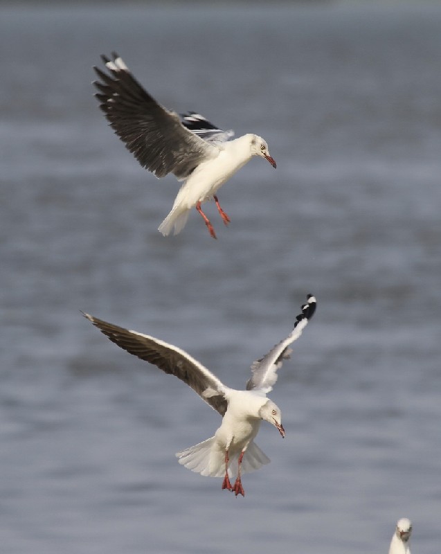 Grey-headed Gulls