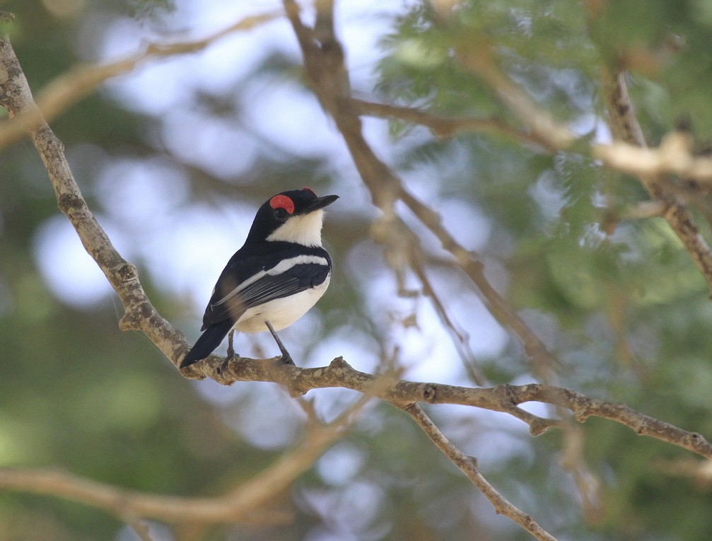 Platysteira cyanea