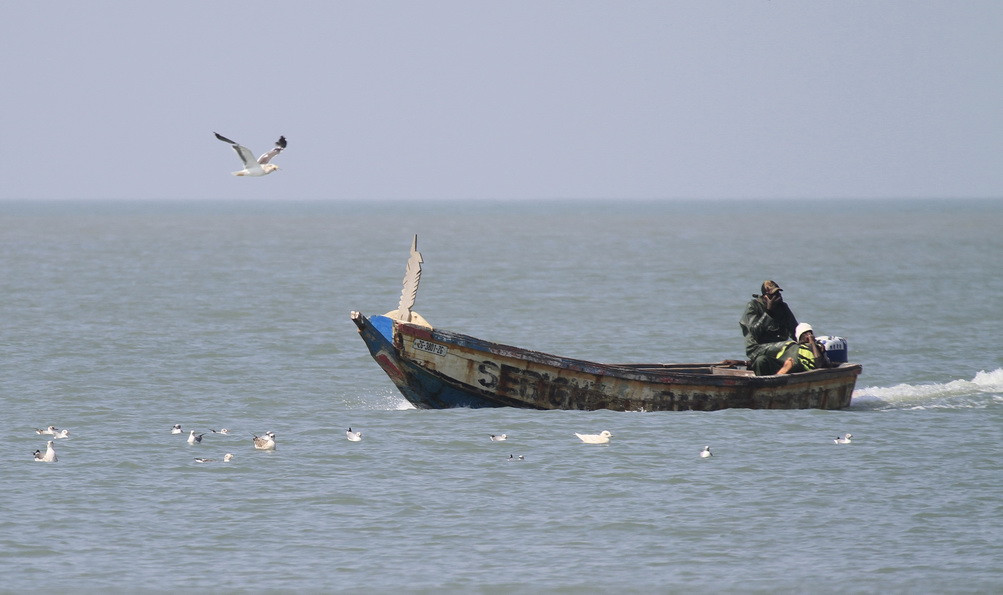 Larus glaucoides, 1st winter, Cap Skirring, Senegal/First for Senegal & Western Africa