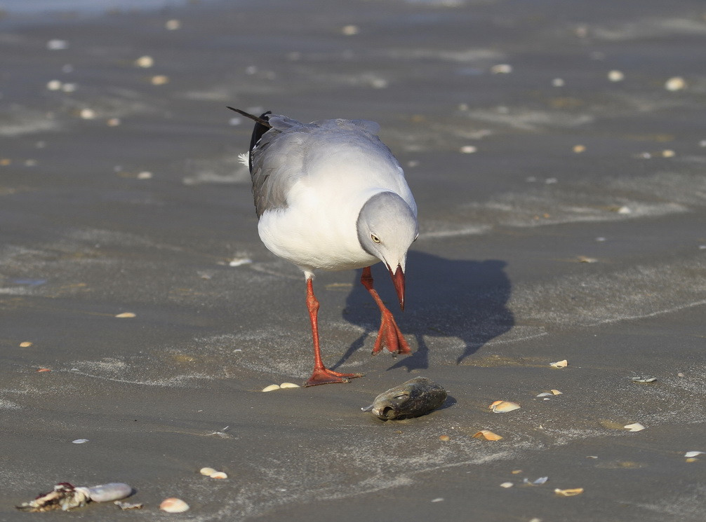 Grey headed Gull, Cap Skirring