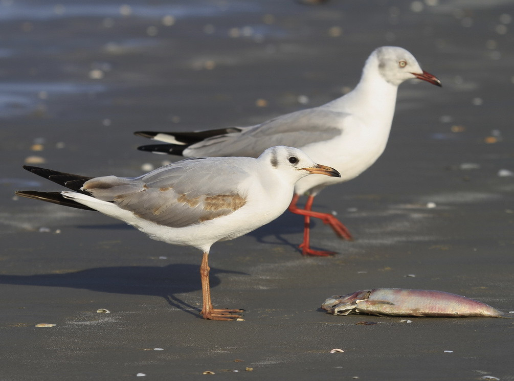 Grey headed Gull, 1st winter ans adult, Cap Skirring