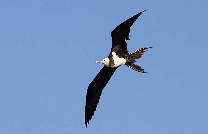 Ascension Frigatebird 
